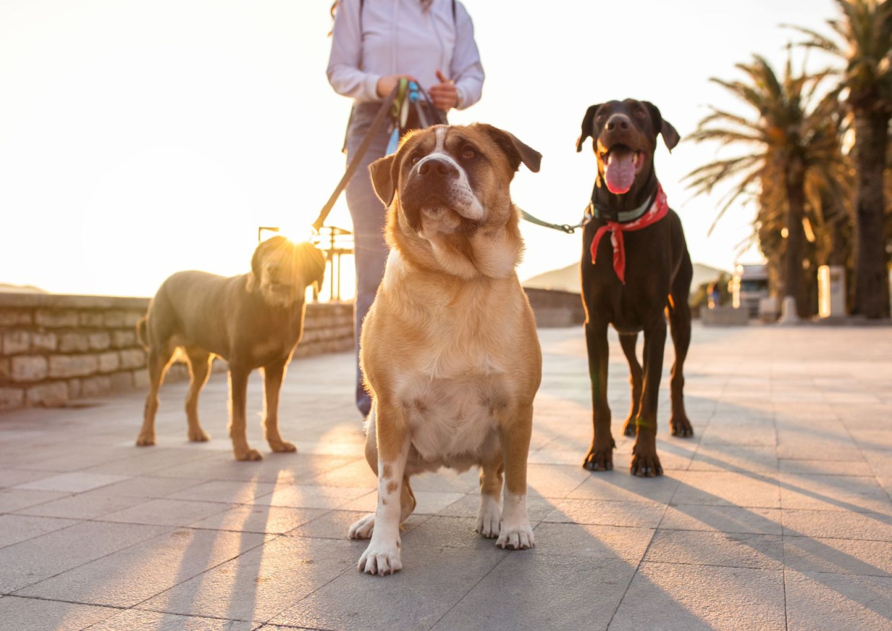 EXPOSITIONS CANINES NATIONALE et INTERNATIONALE