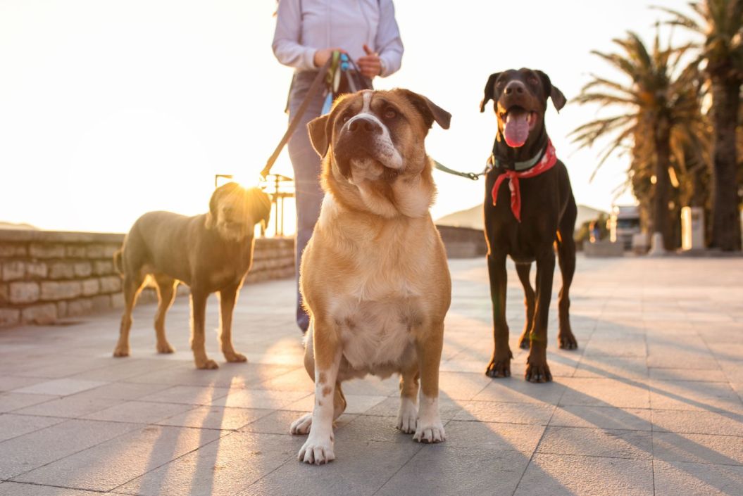 wp-content/uploads/2019/10/EXPOSITIONS-CANINES-NATIONALE-et-INTERNATIONALE-.jpg